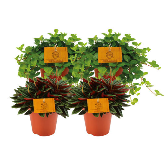 4er Set Peperomia Rosso & Rotundifolia - Ø12cm - Pflanzfix24