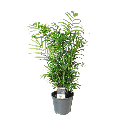 Chamaedorea Elegans - Ø14cm - ↕55cm bei Pflanzfix24