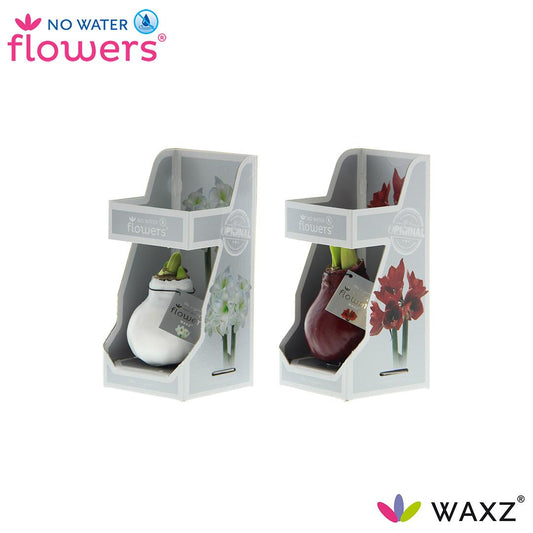 No Water Flowers Waxz Colorz in Gift Box - 2 Stücke - Pflanzfix24