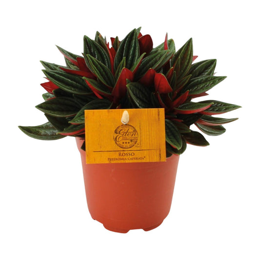 Peperomia Caperata Rosso Ø11cm – Kompakt & Pflegeleicht | Pflanzfix24
