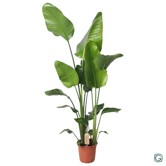 Strelitzia Nicolai 130 cm Ø21 cm | Pflanzfix24