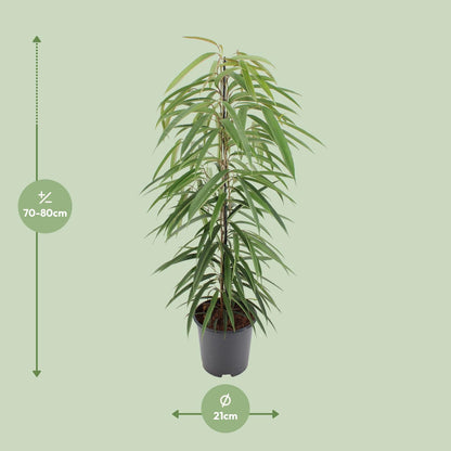 Ficus Binnendijkii Alii - Ø21cm - ↕80cm - Pflanzfix24.de - Pflanzfix24.de