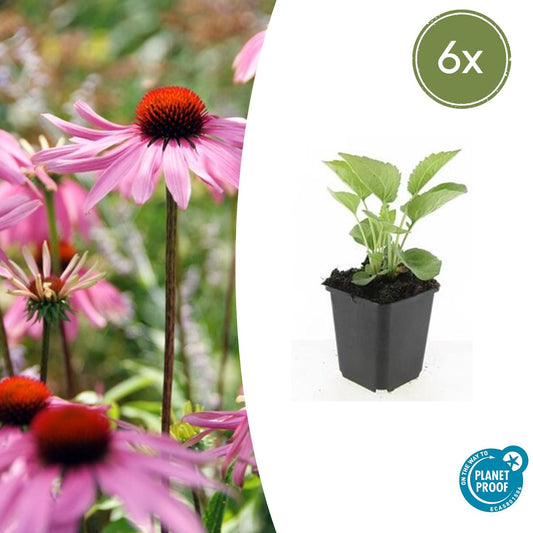 6x Echinacea p. 'Magnus' - ↕10-25cm - Ø9cm - Pflanzfix24.de - Pflanzfix24.de