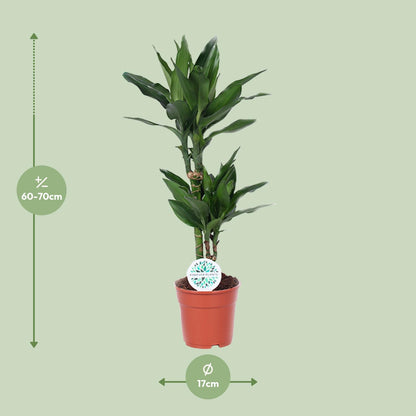 Dracaena Janet Lind - Ø17cm - ↕70cm - pflanzfix24