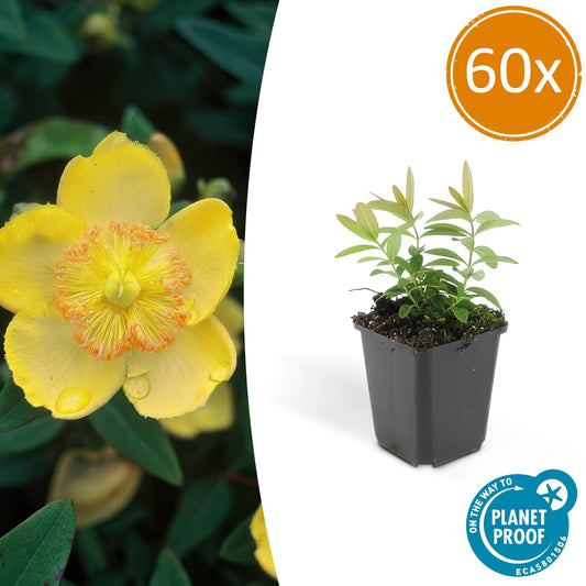 60x Hypericum calycinum - Bodendecker-Pflanze - Pflanzfix24.de - Pflanzfix24.de