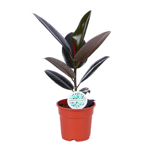 Ficus Elastica Abidjan - Ø17cm - ↕55cm - pflanzfix24