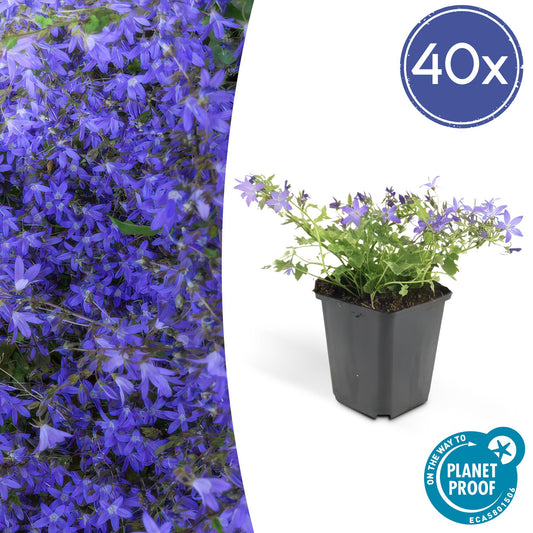 40x Campanula poscharskyana 'Stella' - ↕10-25cm - Ø9cm - Pflanzfix24