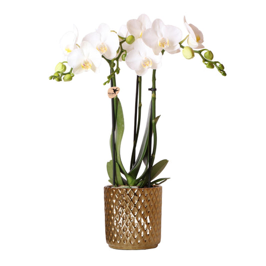 Phalaenopsis Orchidee Weiß mit Goldtopf Ø9cm – Pflanzfix24.de - Pflanzfix24.de