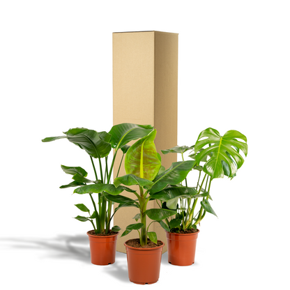 Tropische Zimmerpflanzen-Set - Monstera, Musa Dwarf Cavendish, Strelitzia Nicolai - Pflanzfix24