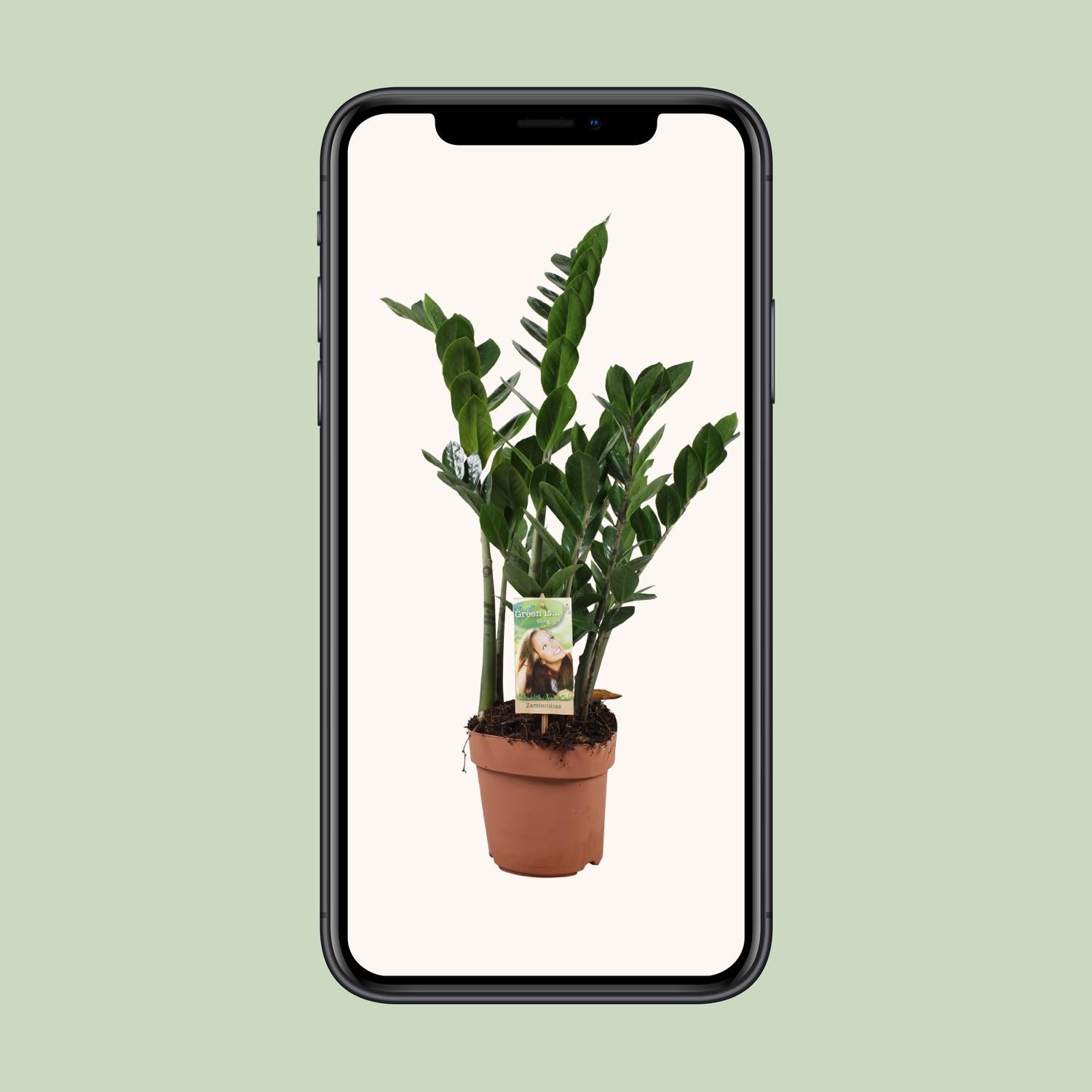 Zamioculcas Ø17cm, 70cm – Pflegeleichte ZZ-Pflanze | Pflanzfix24.de - Pflanzfix24.de