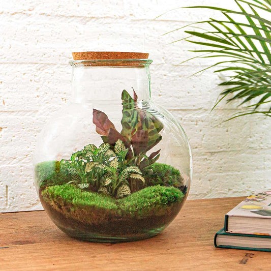 Flaschengarten Teddy DIY Terrarium Set mit Rake + Shovel - Pflanzfix24.de - Pflanzfix24.de