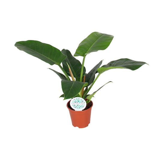 Philodendron Imperial Green - Ø17cm - ↕50cm - Pflanzfix24