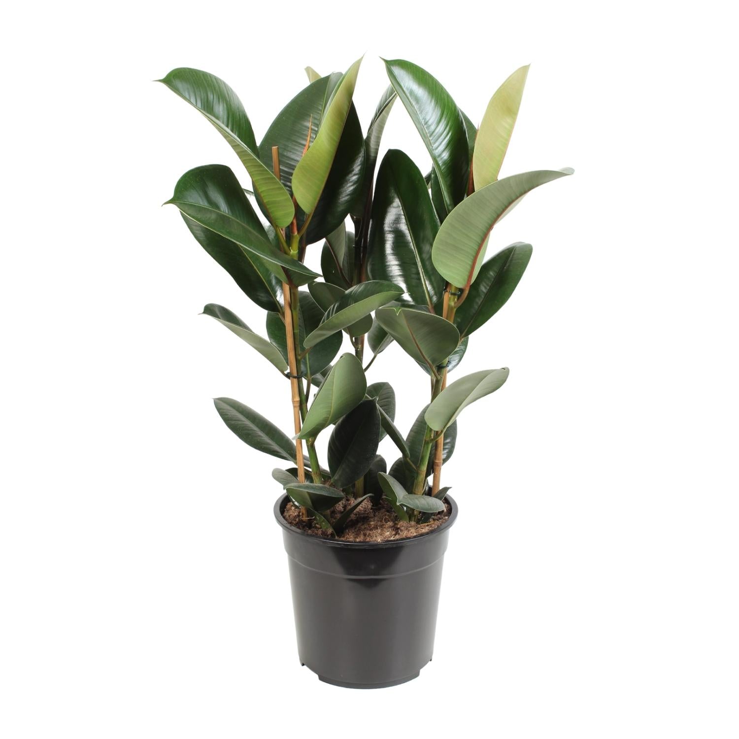 Ficus Elastica Robusta - Ø27cm - ↕85cm bei Pflanzfix24.de - Pflanzfix24.de