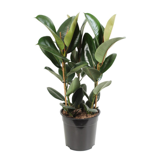 Ficus Elastica Robusta - Ø27cm - ↕85cm bei Pflanzfix24.de - Pflanzfix24.de