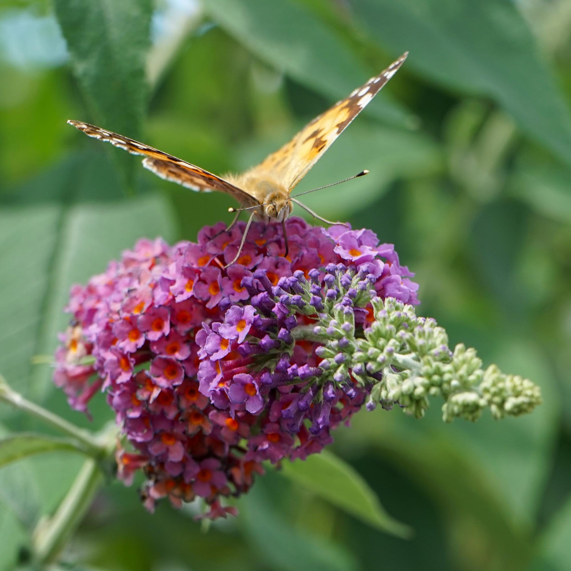 Pflanzfix24.de - Schmetterlingsstrauch - Buddleja davidii Flower Power - Blüte Orange Lila - 1 Pflanze - Laubabwerfend - Schmetterling anziehend - Topf 17cm Höhe 30cm - Pflanzfix24.de