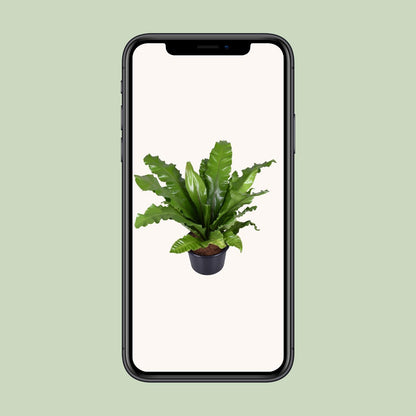 Asplenium Nidus - Nestfarn - Ø37cm - ↕85cm - Pflanzfix24