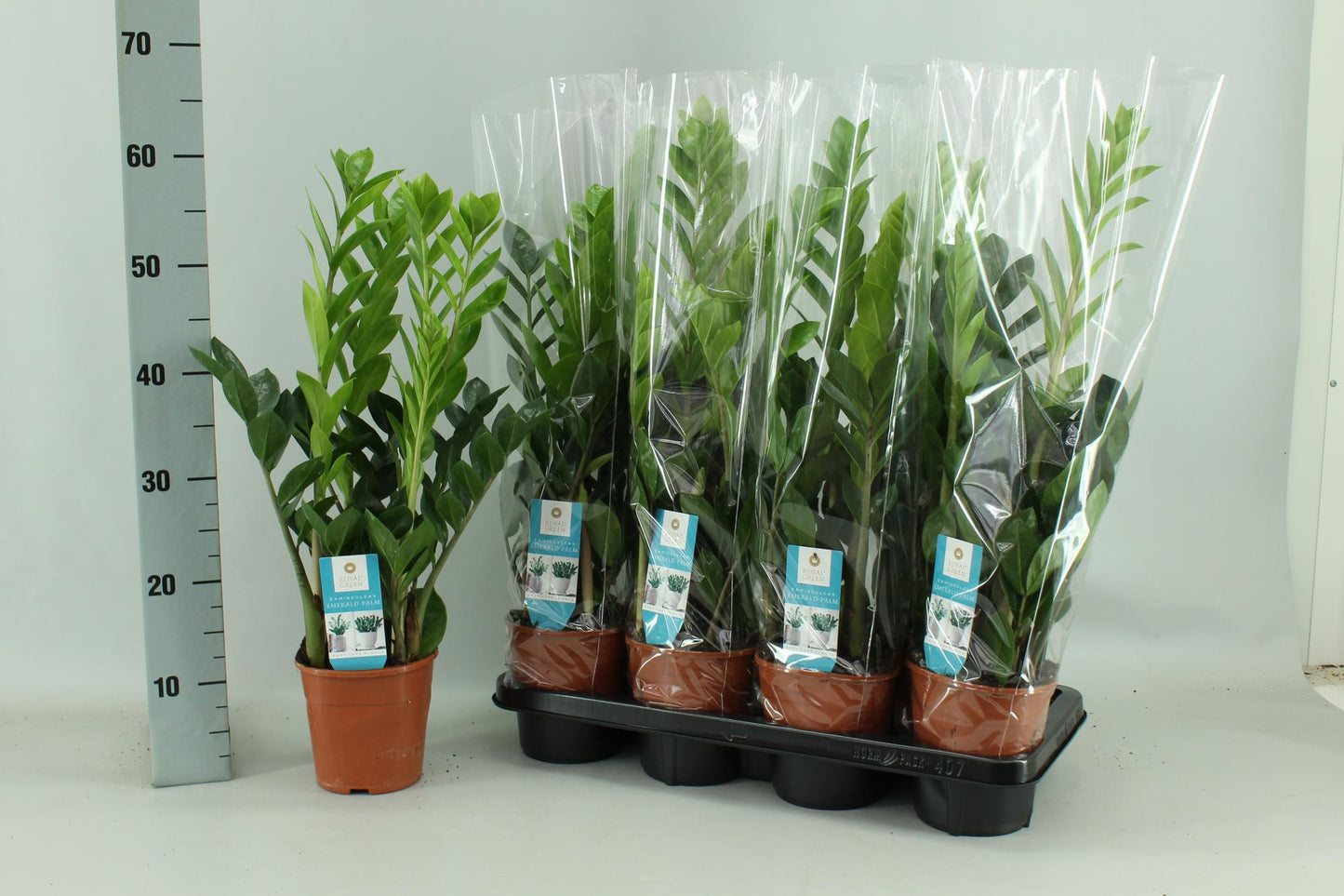 Zamioculcas 65 cm – Glücksfeder im 14 cm Topf | Pflanzfix24