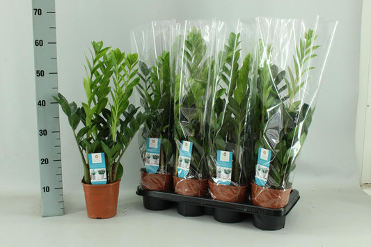 Zamioculcas 65 cm – Glücksfeder im 14 cm Topf | Pflanzfix24