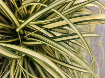 24x Carex oshim. 'Evergold' - Pflanzfix24