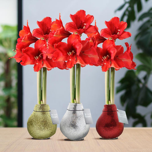 No Water Flowers® (wax amaryllis) | Glitterz® Classic Mix (3 pack) + Red flower - Pflanzfix24