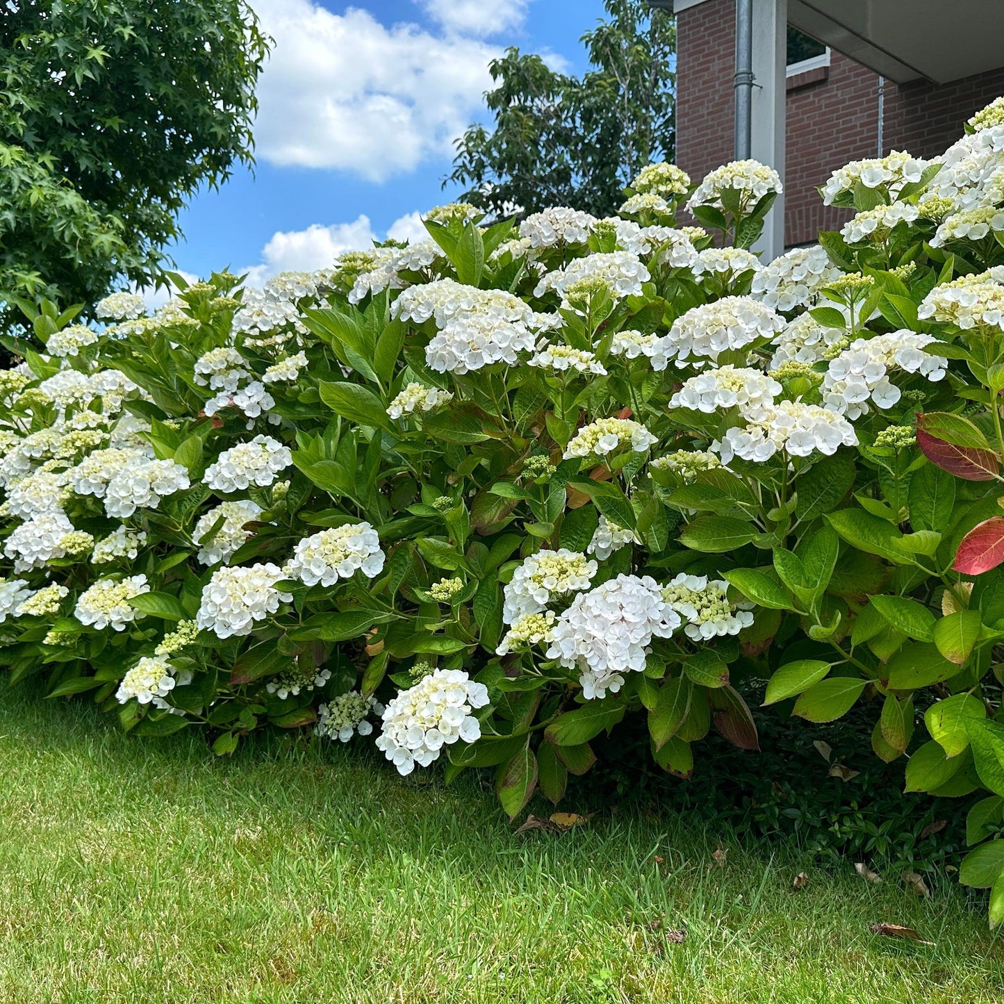 pflanzfix24 - Hortensie Hydrangea macrophylla Weiß - 3 Pflanzen - 1 m2