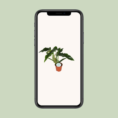 Philodendron Narrow - Ø14cm - ↕40cm by Pflanzfix24
