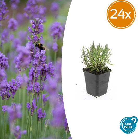 24x Lavandula ang. 'Munstead' - ↕10-25cm - Ø9cm - Pflanzfix24