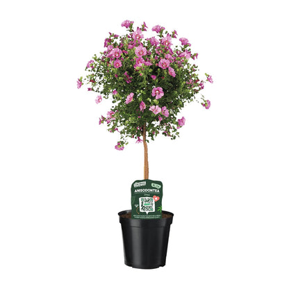 Anisodontea Elegans - Ø19cm - ↕75cm - Pflanzfix24