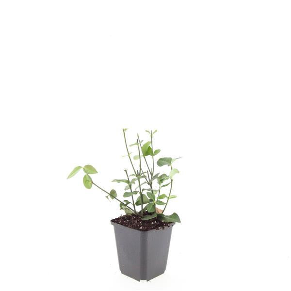 24x Euonymus fort. 'Coloratus' - ↕10-25cm - Ø9cm - Pflanzfix24