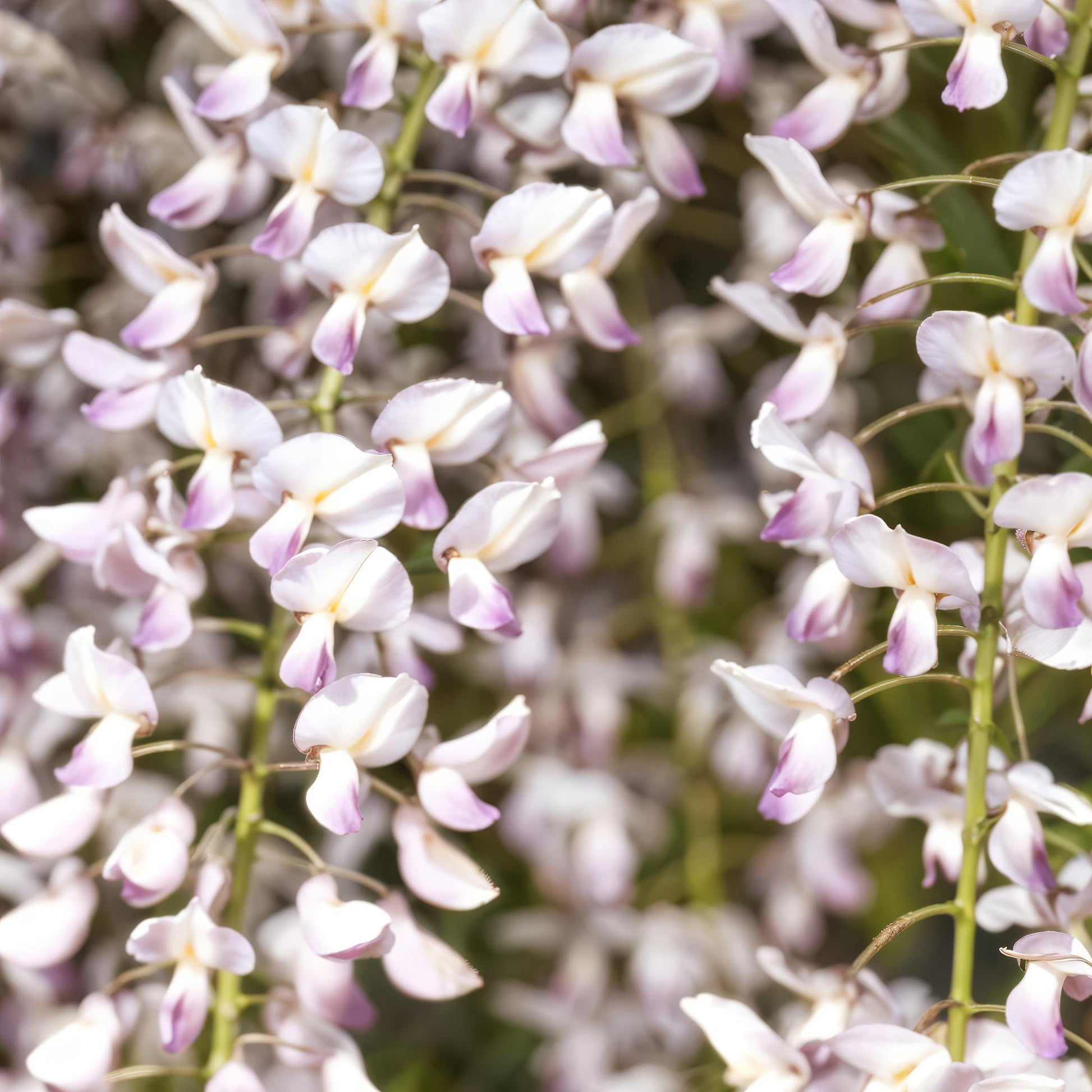 GreenboutiQ - Blauregen - Wisteria floribunda Rosea - 1 Pflanze - Topf 11cm - Pflanzfix24.de - Pflanzfix24.de