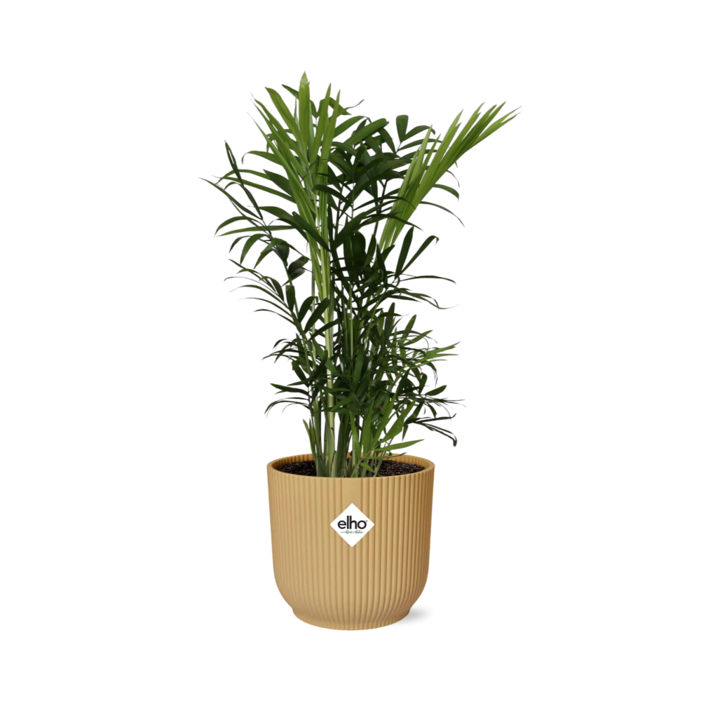 Chamaedorea Elegans in ELHO Vibes Fold 14cm geel - pflanzfix24