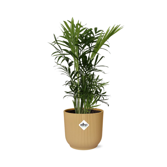Chamaedorea Elegans in ELHO Vibes Fold 14cm geel - pflanzfix24