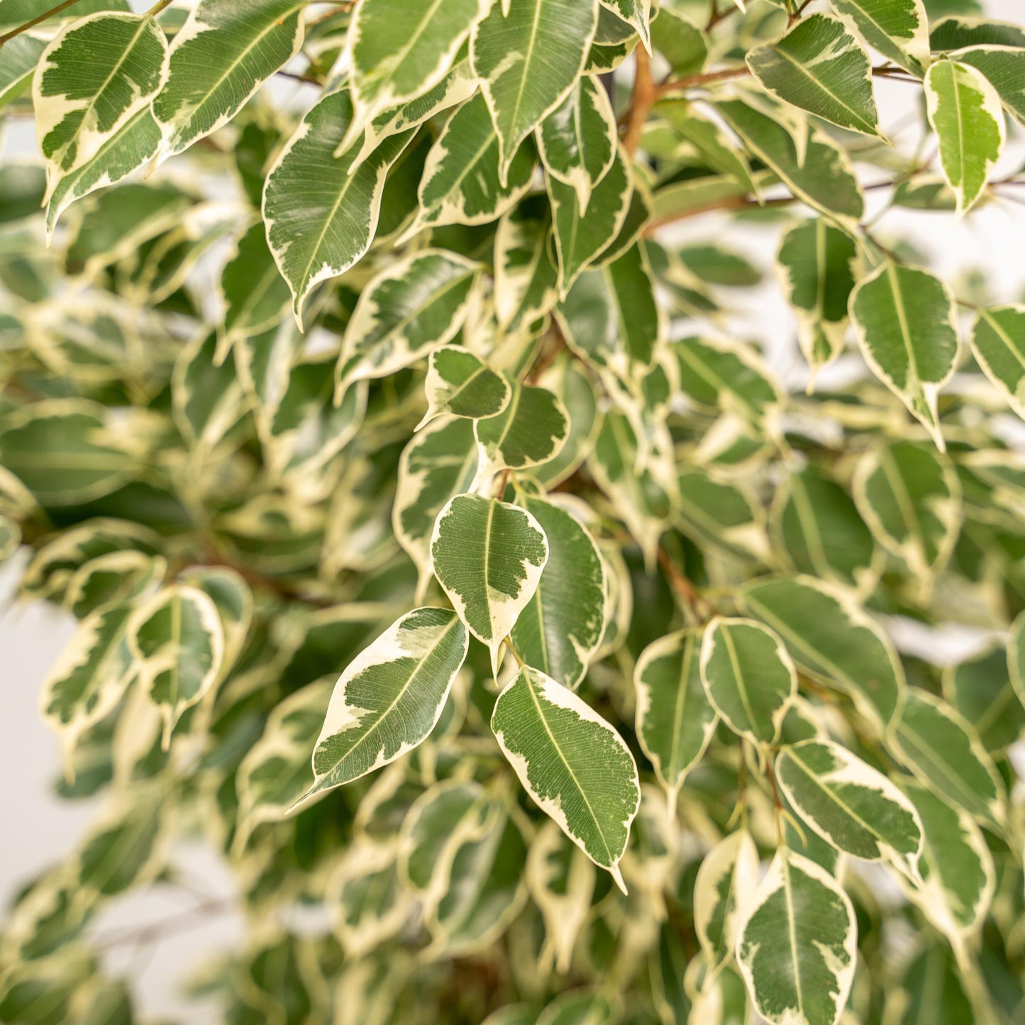 Ficus benjamina Twilight - Ø21cm - ↕95cm + Topf Mayk Gold - Pflanzfix24