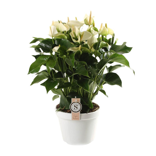 Anthurium White Champion 21cm - Pflanzfix24