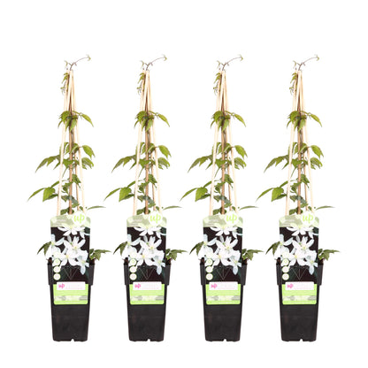 4x - Clematis Montana 'Grandiflora' - ↨65cm - Ø15 - Pflanzfix24.de - Pflanzfix24.de