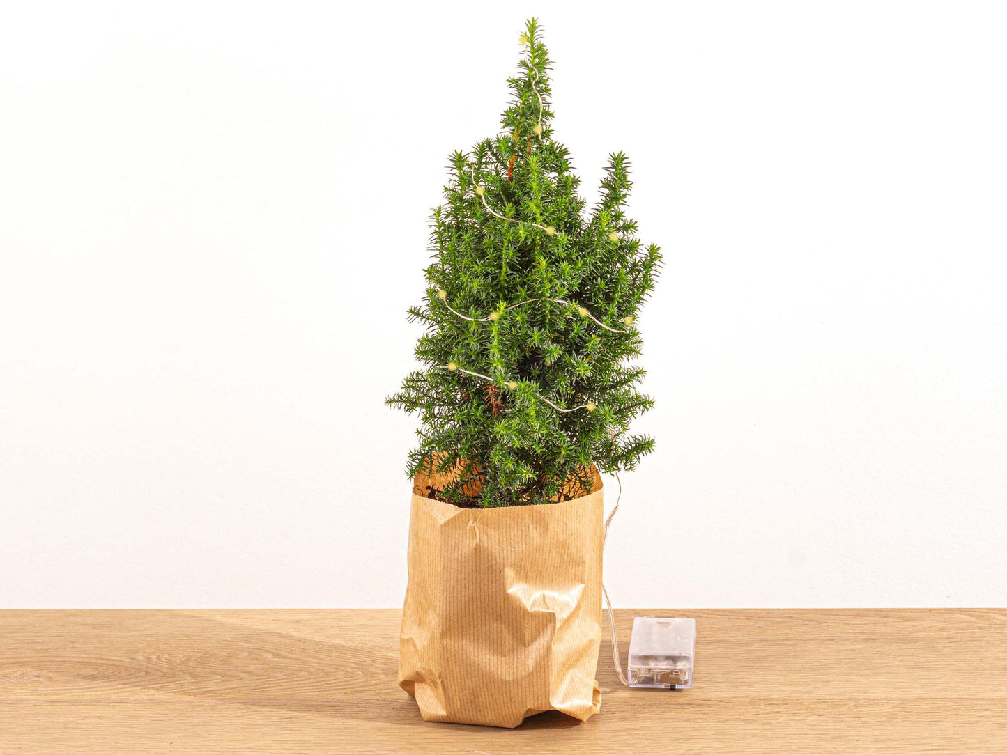 Mini-kerstboom - Chamaecyparis - 25-30 cm + Verlichting - Pflanzfix24