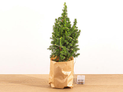 Mini-kerstboom - Chamaecyparis - 25-30 cm + Verlichting - Pflanzfix24