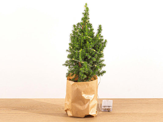 Mini-kerstboom - Chamaecyparis - 25-30 cm + Verlichting - Pflanzfix24