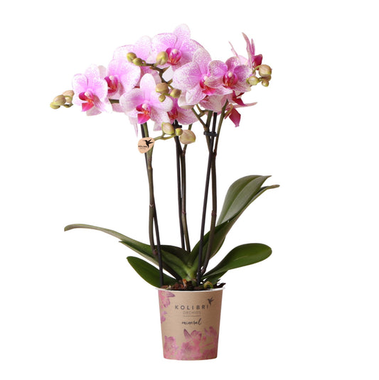 Rosa Orchidee Mineral Rotterdam 9cm – Blühende Zimmerpflanze | Pflanzfix24.de - Pflanzfix24.de