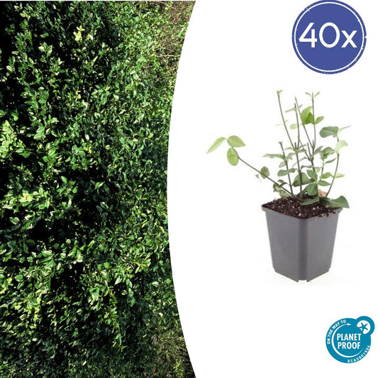 40x Euonymus fort. 'Coloratus' - ↕10-25cm - Ø9cm - Pflanzfix24.de - Pflanzfix24.de