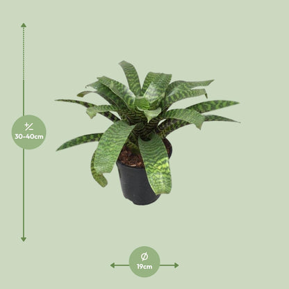Vriesea Hieroglyphica - Ø19cm - ↕35cm bei Pflanzfix24