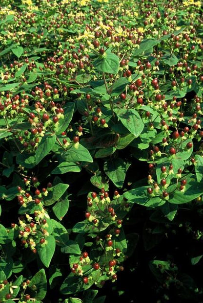 40x Hypericum inodorum 'Beauty' – Strauch mit goldgelben Blüten | Pflanzfix24