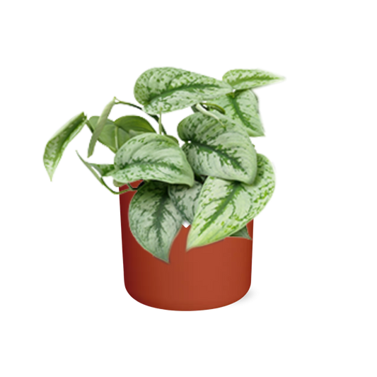 Scindapsus Pictus ‘Trebie’ in ELHO b.for soft rond 14cm brique - Pflanzfix24