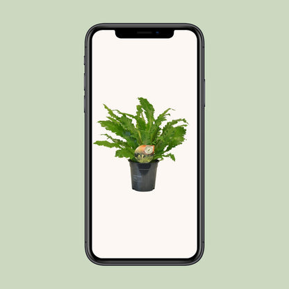 Asplenium Campio - Ø17cm - ↕50cm bei Pflanzfix24.de - Pflanzfix24.de