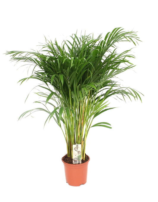 Dypsis Lutescens - Areca - Ø24cm - Pflanzfix24.de - Pflanzfix24.de