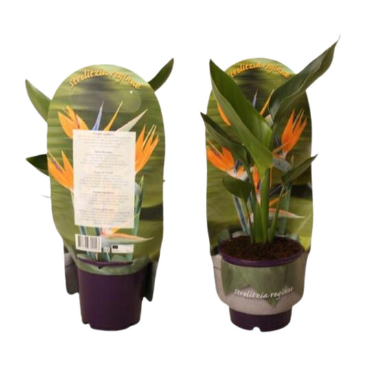 Strelitzia Reginae In Sleeve - Ø12cm - ↕40cm - Pflanzfix24