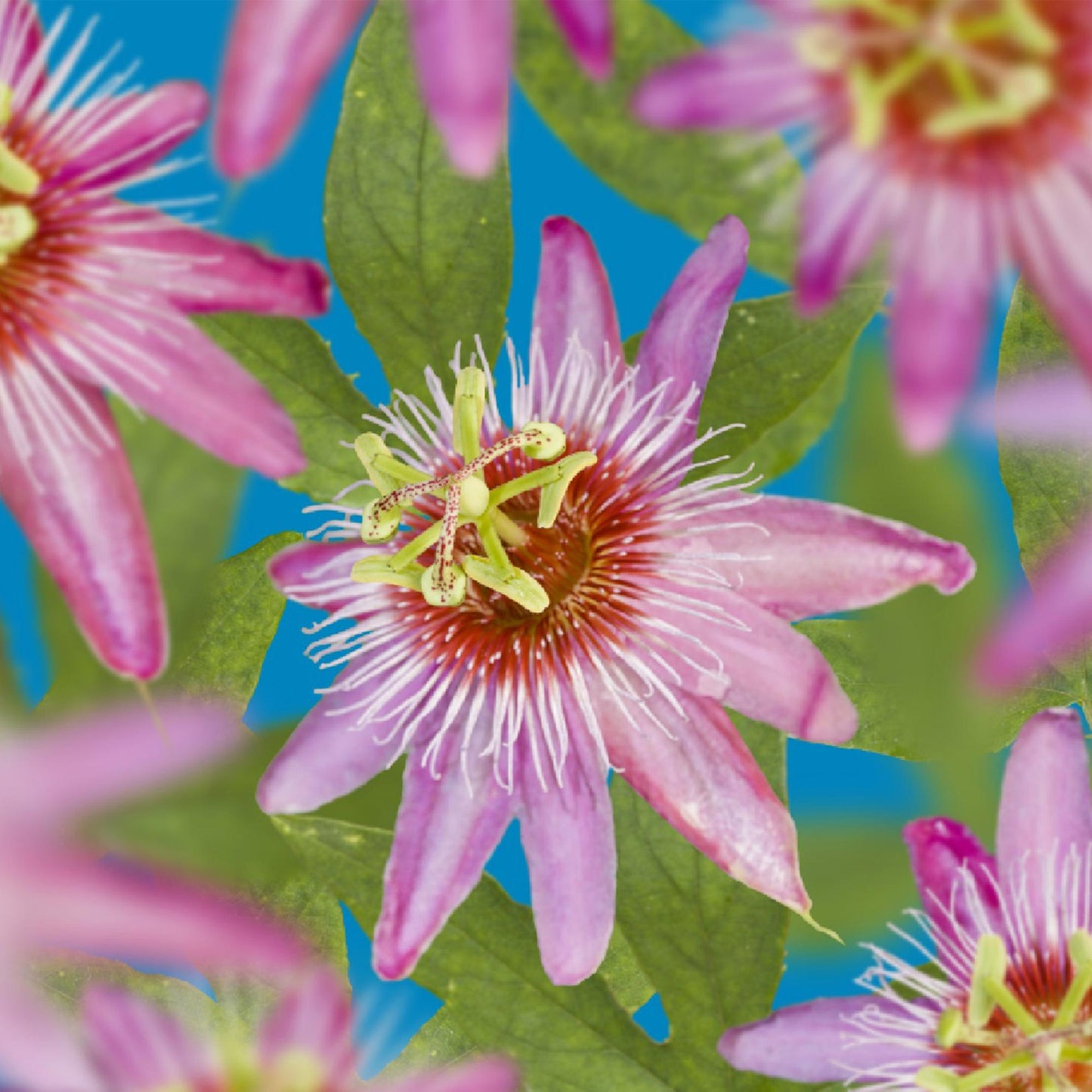 Pflanzfix24.de - Passionsblume - Passiflora Anastasia - Blume Rosa - Wenig Pflege - 2 Pflanzen - Topf 11cm Höhe 40cm - Pflanzfix24.de