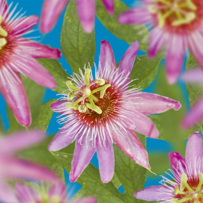 Pflanzfix24.de - Passionsblume - Passiflora Anastasia - Blume Rosa - Wenig Pflege - 2 Pflanzen - Topf 11cm Höhe 40cm - Pflanzfix24.de