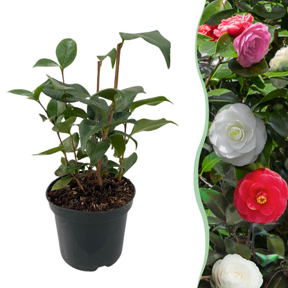 Pflanzfix24.de - Camelia japonica Tricolour - Blüte Rosa, Weiß und Rot - Immergrün - Topf 15cm Höhe 30cm - Pflanzfix24.de