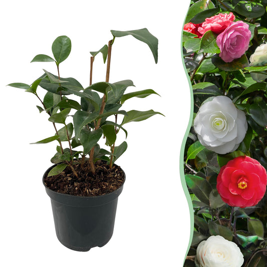 Pflanzfix24.de - Camelia japonica Tricolour - Blüte Rosa, Weiß und Rot - Immergrün - Topf 15cm Höhe 30cm - Pflanzfix24.de